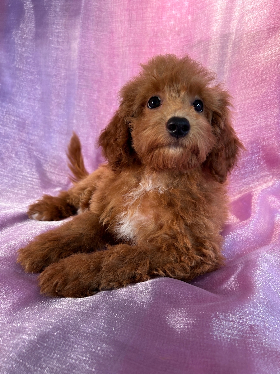 F1b Bichon Poodle, Female, DOB 6-23-2024 $750